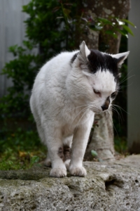 江ノ島の人懐っこい猫